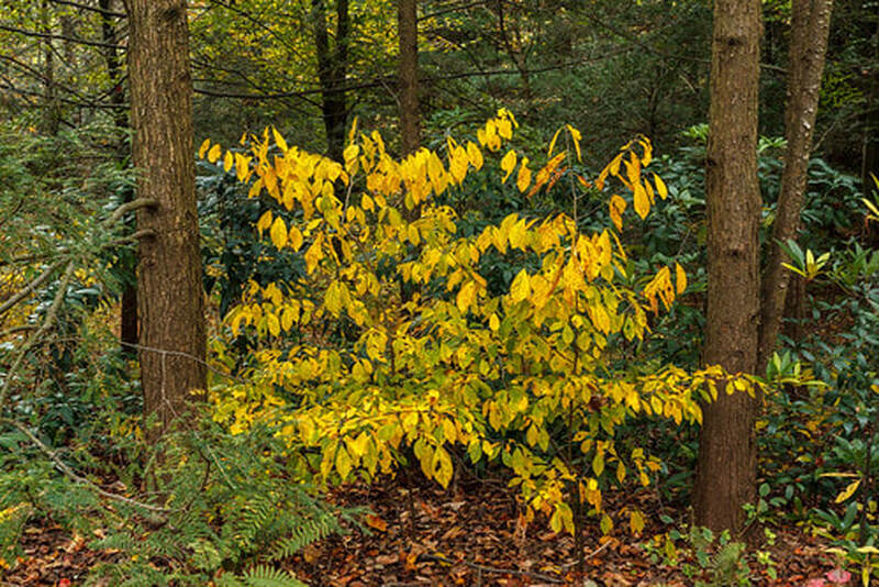 
Tom Potterfield
Lindera benzoin (northern spicebush), fall color

Mt. Cuba Center, Hockessin, DE

https: //flickr.com/photos/tgpotterfield/11002922595