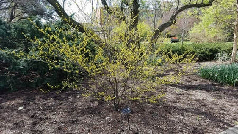 Spicebush at Chadwick Arboretum & Learning Gardens, Ohio State University, Photo:  Dan Keck
https: //piedmontmastergardeners.org/article/spicebush-lindera-benzoin/
