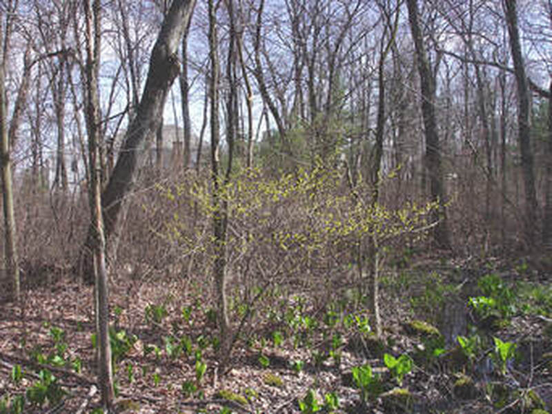 Plant form:  Lindera benzoin.
By Donald Cameron. Copyright © 2024 Donald Cameron.
https: //gobotany.nativeplanttrust.org/species/lindera/benzoin/