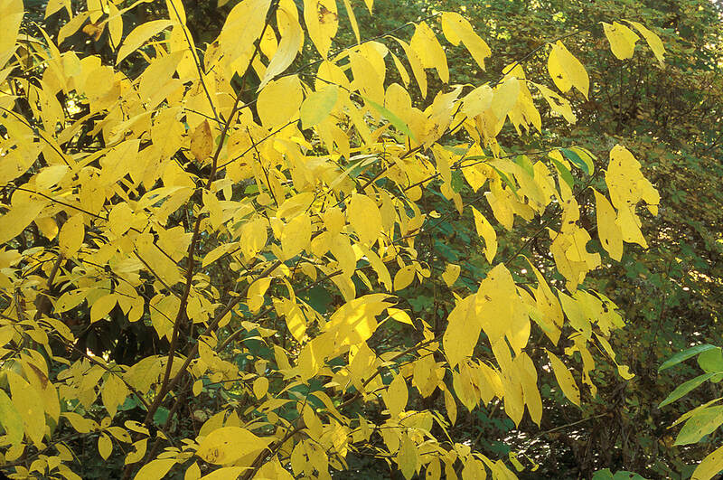 Plant form:  Lindera benzoin.
By William Cullina. Copyright © 2024 William Cullina.