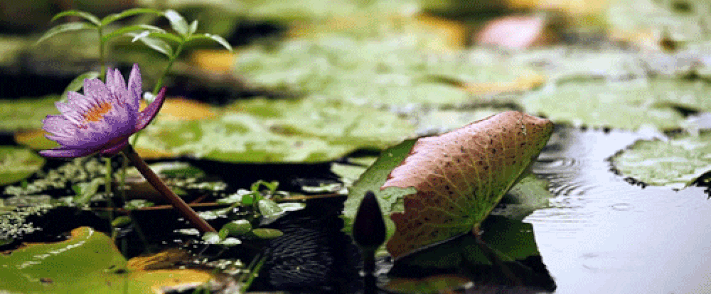 Pond lily