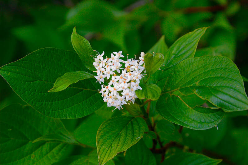 Silky dogwood produces white clusters of flowers in June by Dan Mullen Flickr CC by NC ND 2.0