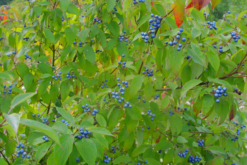 Silky dogwood fruits by Dan Mullen Flickr CC by NC ND 2.0