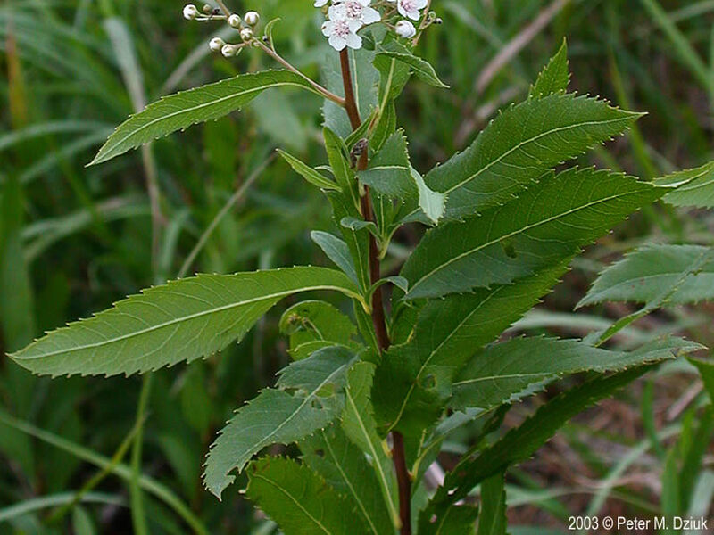 Photos by K. Chayka taken in Blaine and at Helen Allison SNA, Anoka County. Photos courtesy Peter M. Dziuk taken in Anoka County.